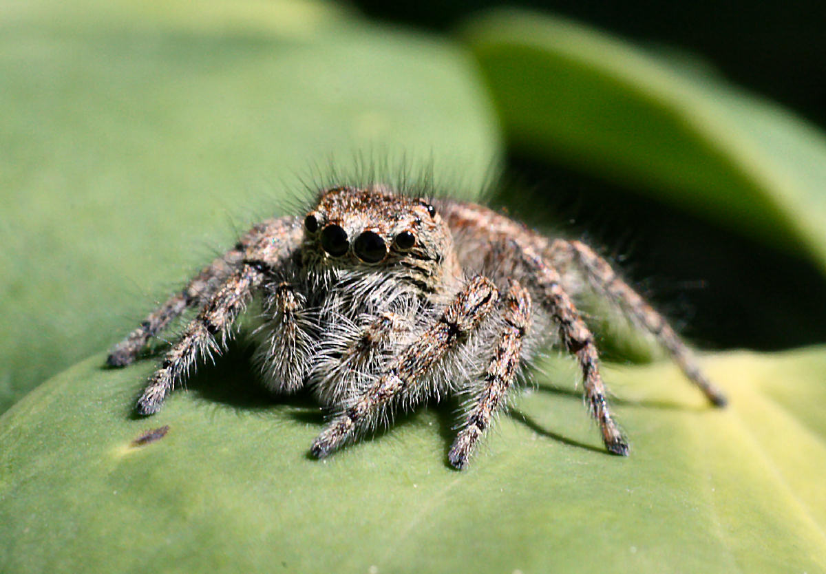 Philaeus chrysops - Lesmo (MB)